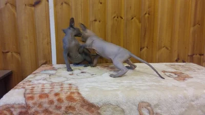 mužské a ženské sp koťata
